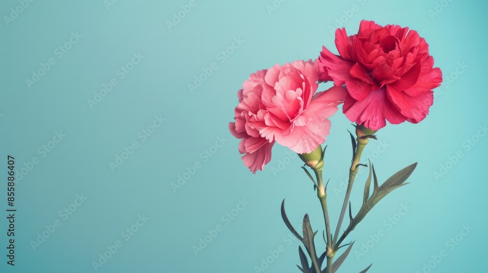 Vibrant pink and red carnations on a light blue background, showcasing natural beauty and elegant simplicity with copy space. summer concept. Vibrant pink and red carnations on a light blue background, showcasing natural beauty and elegant simplicity with copy space. summer concept.
