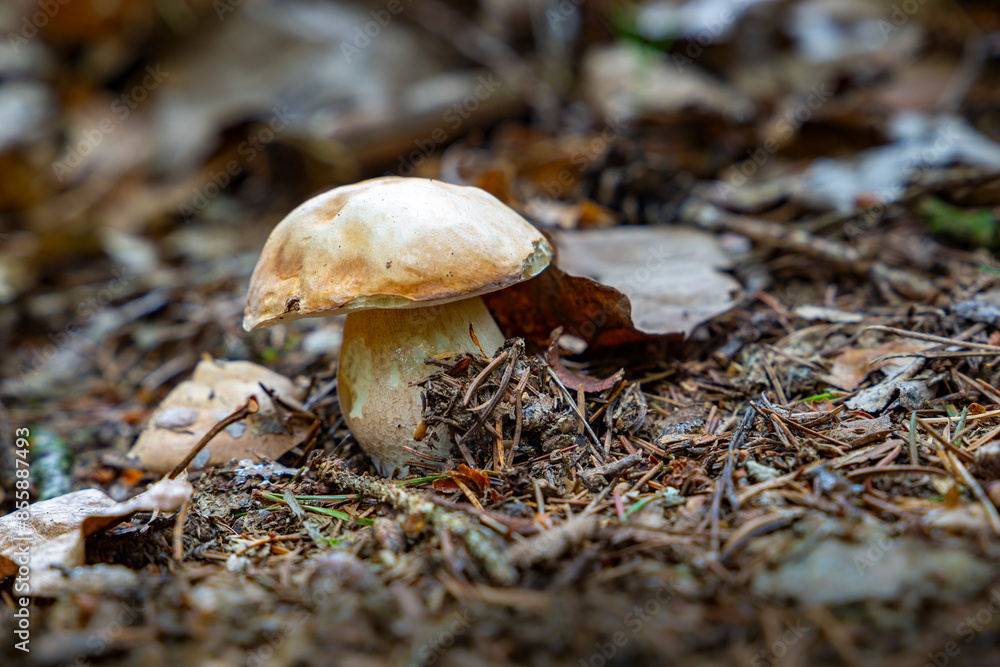 Porcini mushroom (boletus edulis) in the summer forest. Porcini mushroom (boletus edulis) in the summer forest.