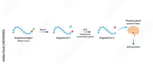 Angiotensin II acts on pituitary gland. Antidiuretic hormone, ADH. Vasopressin. Renin-Angiotensin-Aldosterone System, RAAS. Vector illustration.