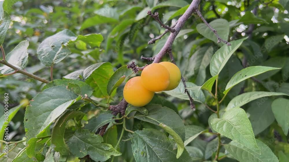 Bunch of yellow plum fruits on a tree Bunch of yellow plum fruits on a tree
