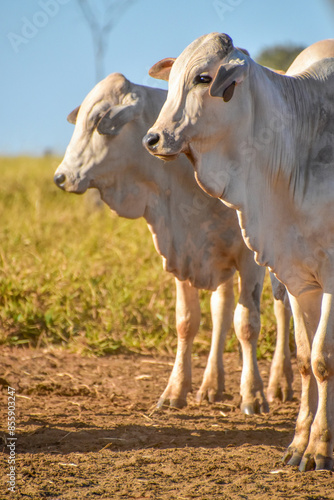 Nelore cattle in pasture