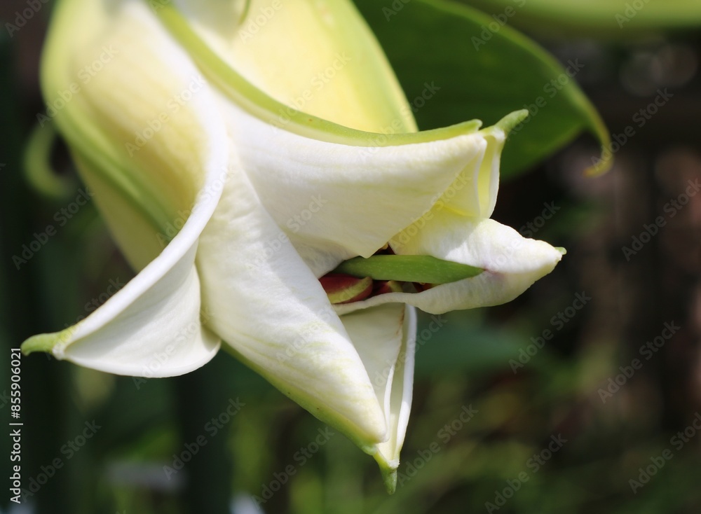 Obraz premium ユリのつぼみ 初夏のカサブランカ