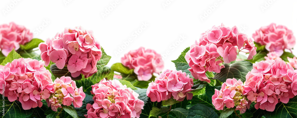 Beautiful pink hydrangea flower bush with lush green leaves on white background