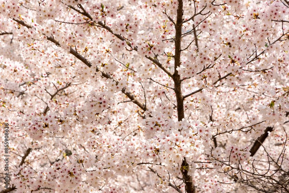 cherry blossom in spring cherry blossom in spring