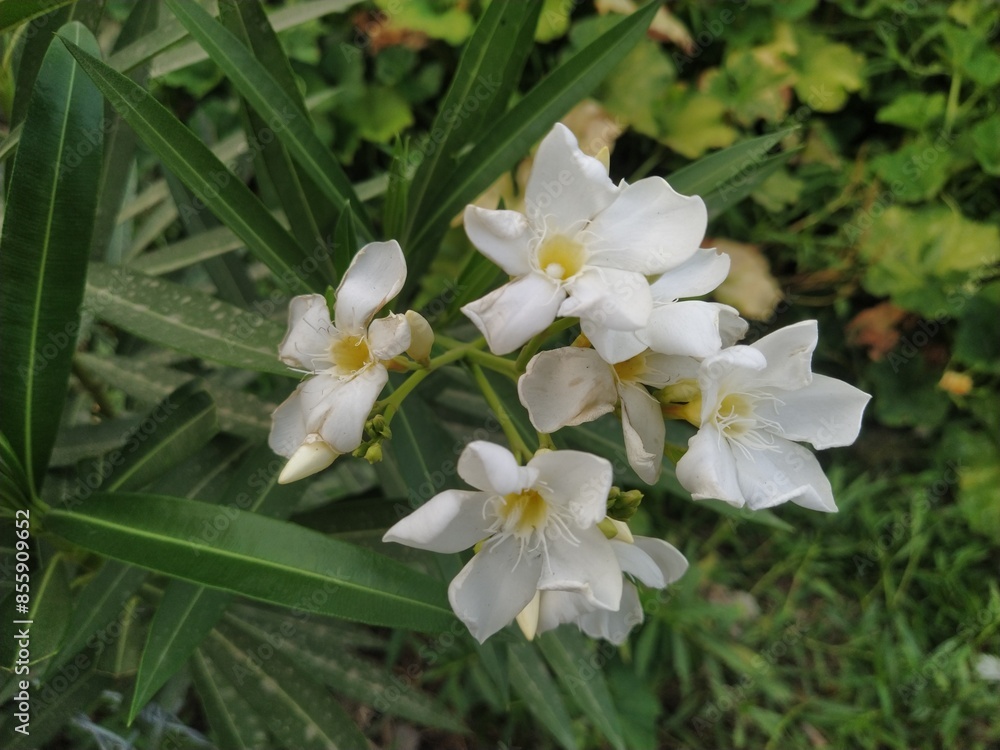 Obraz premium white and yellow flowers , oleander ,Nerium oleander , rosebay, white oleander , 