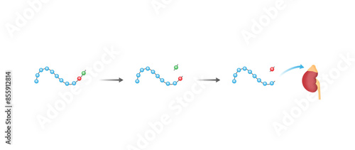 Angiotensin II acts on adrenal gland. Aldosterone secretion. Renin-Angiotensin-Aldosterone System, RAAS. Vector illustration.	