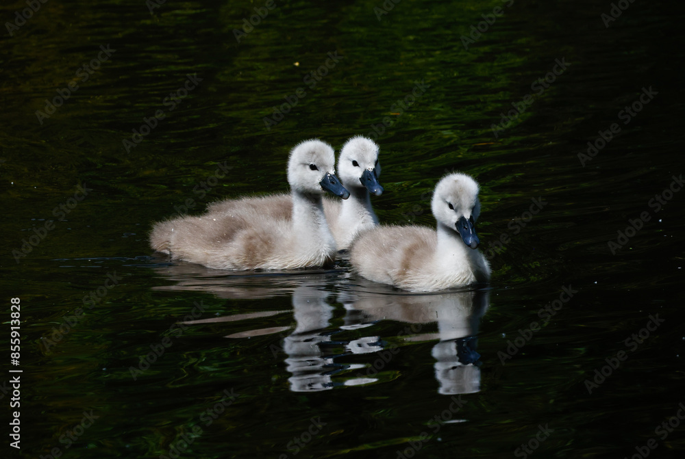 Three cygnets or baby swans Three cygnets or baby swans