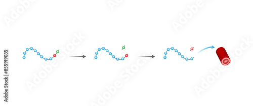 Angiotensin II acts on blood vessels. Renin-Angiotensin-Aldosterone System, blood pressure regulation. Vasoconstriction. Angiotensin-converting enzyme. ACE inhibitors. Vector illustration.