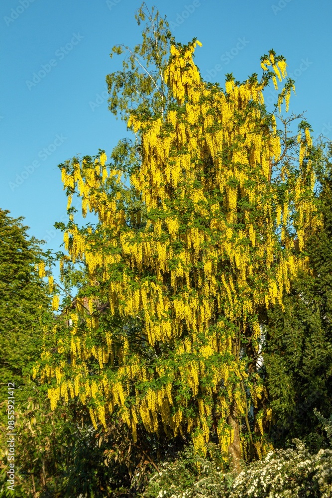 Naklejka premium Laburnum anagyroides blossoms in spring in one of the courtyards of the city of Munich