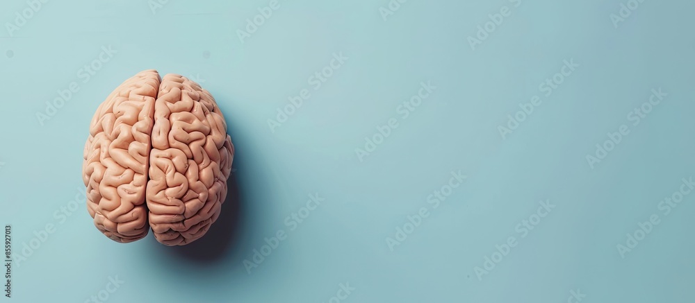 A human brain on blue background. Copy space image. Place for adding text and design A human brain on blue background. Copy space image. Place for adding text and design