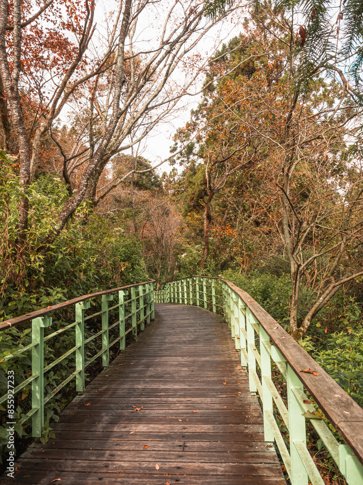 skywalk in the forest surrounded by mountains skywalk in the forest surrounded by mountains
