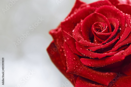 Beautiful rose flower closeup with dew drops. Nature concept. Selective focus