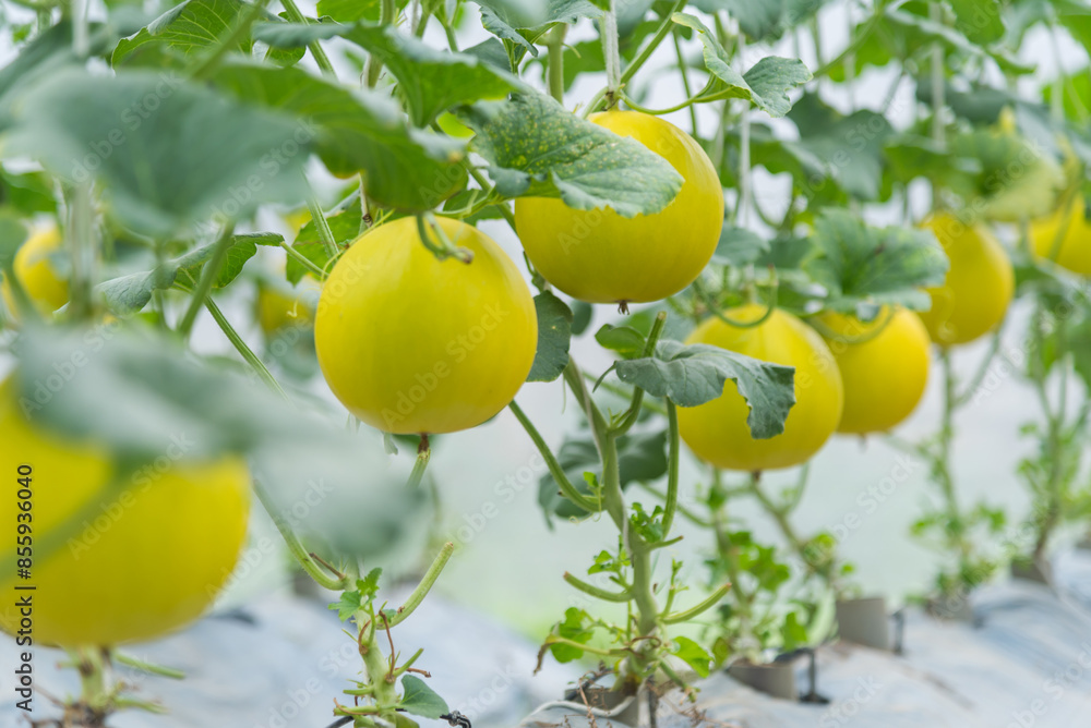 Closeup to Fresh golden melon in greenhouse of farm Closeup to Fresh golden melon in greenhouse of farm