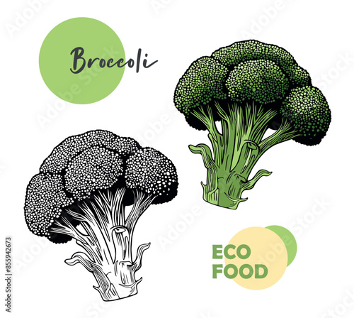 Broccoli hand drawn and sketch. Vector illustration