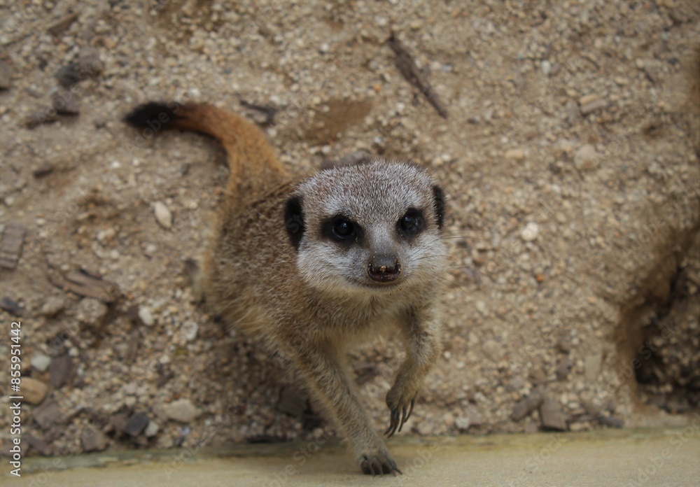 Fototapeta premium meerkat on the lookout close up