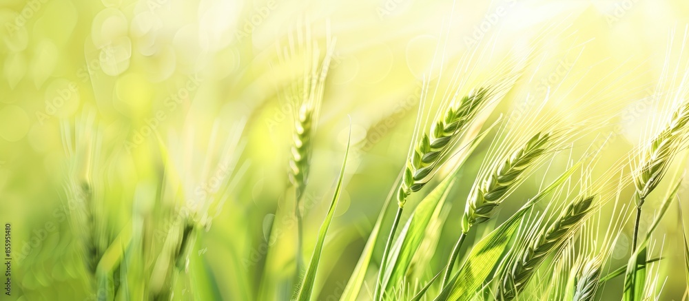 Barley pastel background Food Summer Isolated Spring transparent Green, Agriculture, Healthy, Growth, Field, Natural, Season, Grain, Cereal, Barley, Ears, Rural, Scene. Copy space image Barley pastel background Food Summer Isolated Spring transparent Green, Agriculture, Healthy, Growth, Field, Natural, Season, Grain, Cereal, Barley, Ears, Rural, Scene. Copy space image