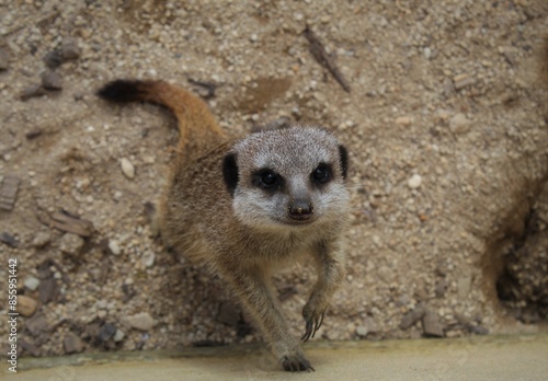 meerkat on the lookout close up