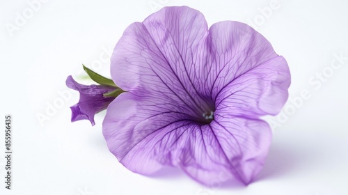 Isolated Lilac Petunia Flower on White Background with Macro Focus