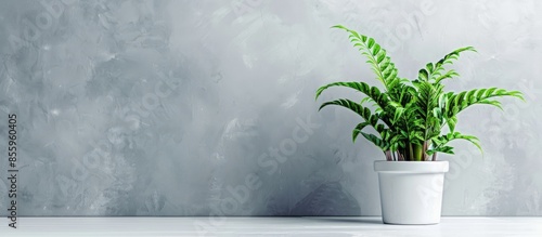 Green house plant hamedorea. Trend home plants, Scandinavian style in the interior. Copy space. photo