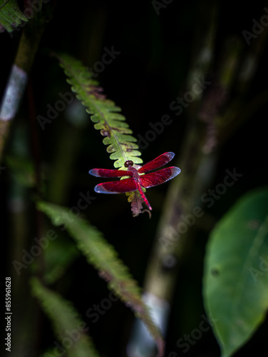 Dragonfly on a leaf