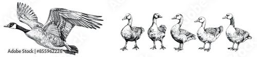 Vintage engraving isolated duck set illustration goose ink sketch. Black and white hand drawn silhouette artwork.