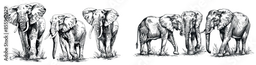 Hand drawn black and white hand engraving illustration of elephants. African bishop background animal silhouette.