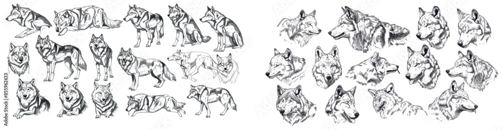 Fototapeta premium Isolated gray wolf illustration ink sketch. Wild dog background animal silhouette art.