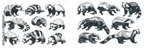 A black and white illustration of a vintage engraving of a honey badger set isolated on a ratel background with tropical animal silhouettes.