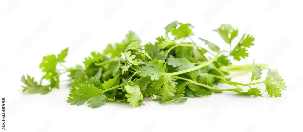 Obraz premium Close up of coriander plant flowers (Coriandrum sativum) grown indoors. Herb isolated on a white background. Negative space for text, portrait orientation. Copy space image