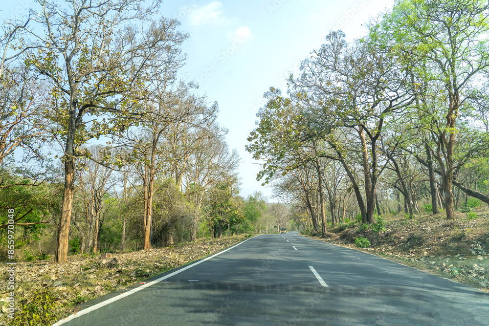Fototapeta premium road in the forest