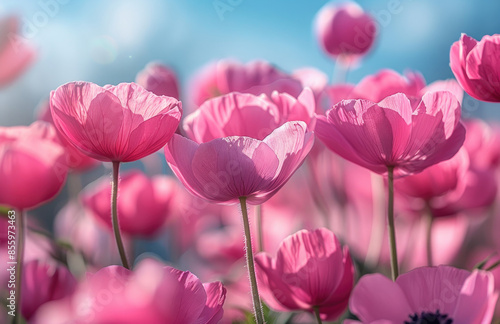 Pink poppies in full bloom, vibrant and vivid against the clear blue sky. Craeted with Ai