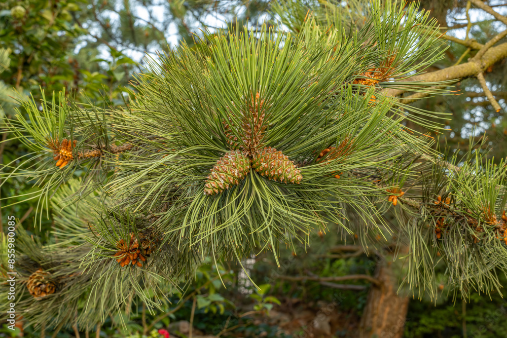 Young green cones on a spruce tree Young green cones on a spruce tree