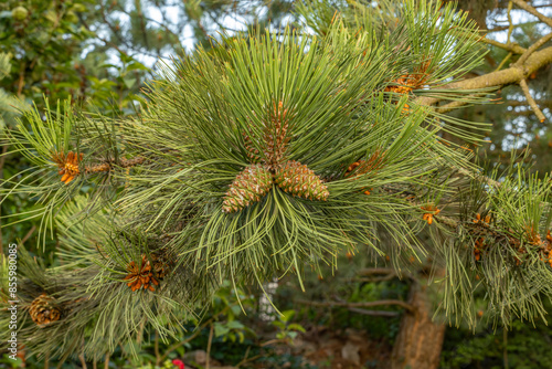 Young green cones on a spruce tree