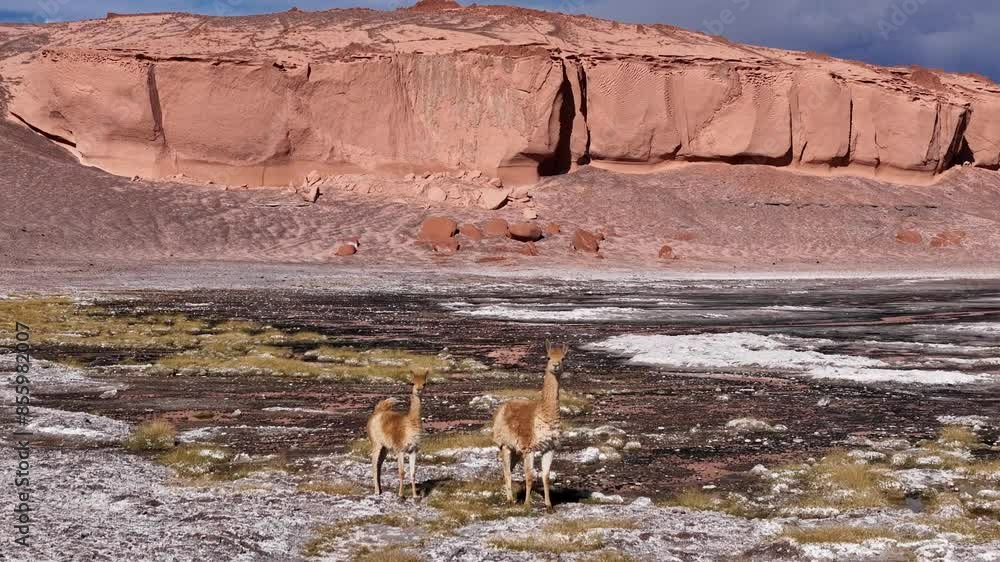 Llamas roaming near dormant Ojos del Salado volcano South America rich wildlife drone view. Aerial perspective of llamas grazing by Ojos del Salado volcano Chilean natural splendor wildlife of region. Llamas roaming near dormant Ojos del Salado volcano South America rich wildlife drone view. Aerial perspective of llamas grazing by Ojos del Salado volcano Chilean natural splendor wildlife of region.