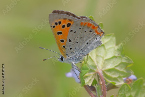 Wallpaper Mural 【ベニシジミチョウ】 Torontodigital.ca