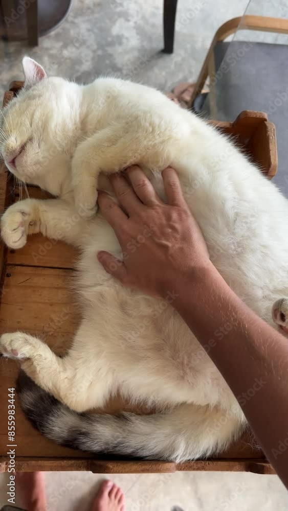 Pet owner petting sleeping lazy cat Pet owner petting sleeping lazy cat