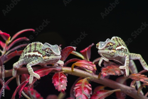 A pair of very small dwarf chameleons on some sort of red plant isolated against a black background photo