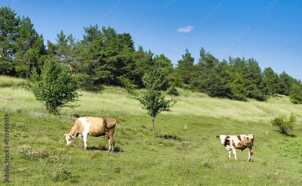 blurred background, trampled, farmland, countryside, lake, livestock, domestic, graze, outdoors, shepherd, tree, sky, group, day, view, cloud, animal, cow, grass, horse, nature, farm, landscape, grazi blurred background, trampled, farmland, countryside, lake, livestock, domestic, graze, outdoors, shepherd, tree, sky, group, day, view, cloud, animal, cow, grass, horse, nature, farm, landscape, grazi