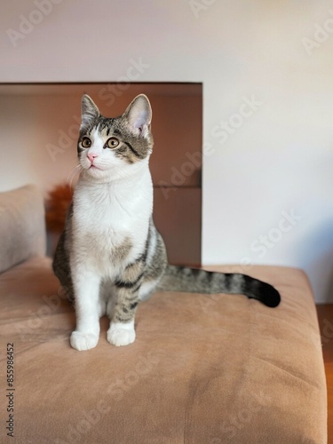 cat on the couch