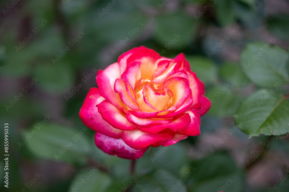 Pink rose with yellow center close up Pink rose with yellow center close up