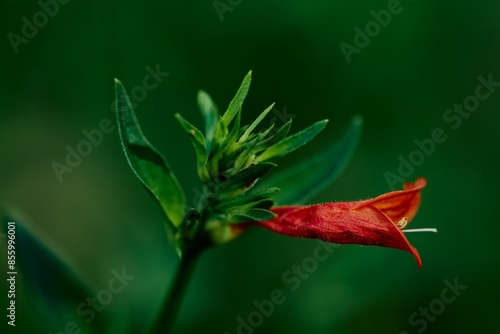 Closeup of a red flowers Canario Rojo (Dicliptera squarrosa) photo