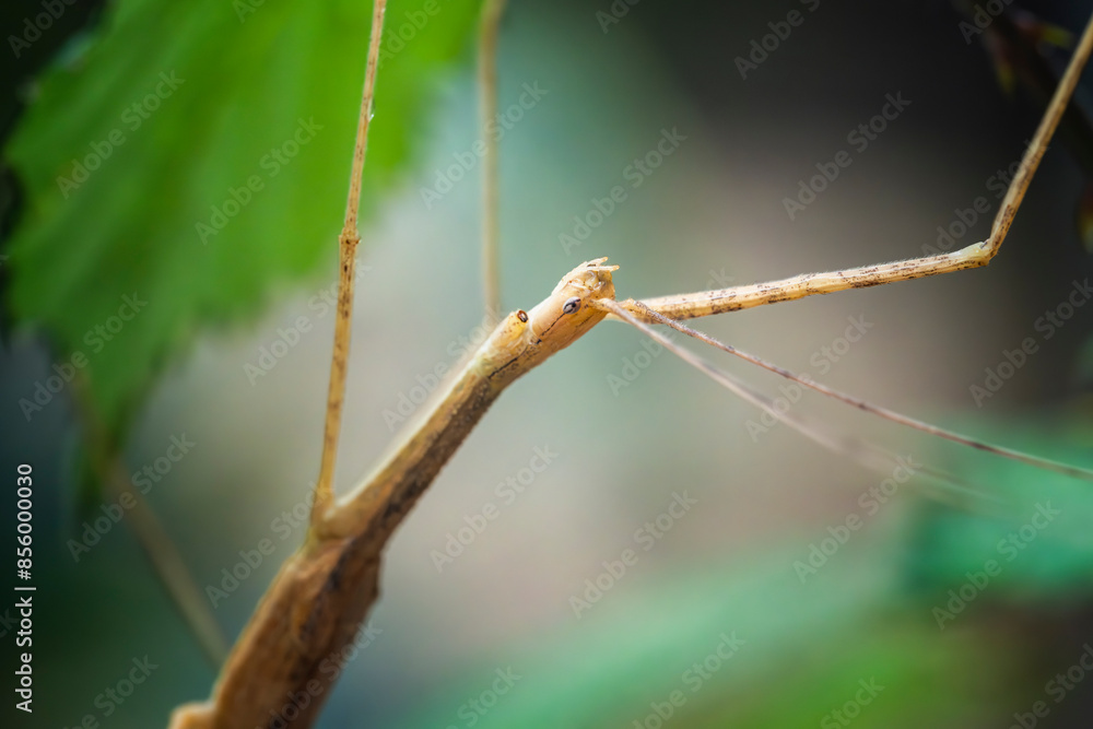 Macro image of a Sipyloidea sipylus or pink winged stick insect or Madagascan stick insect, a species of phasmid or stick insect of the genus Sipyloidea. Macro image of a Sipyloidea sipylus or pink winged stick insect or Madagascan stick insect, a species of phasmid or stick insect of the genus Sipyloidea.