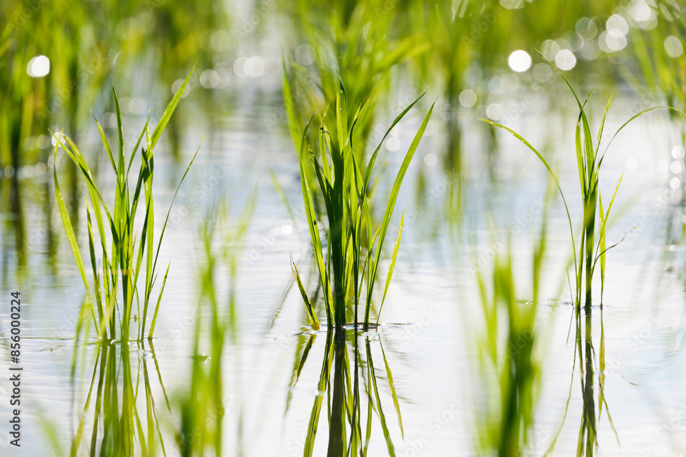 Obraz premium Green rice field close-up, sunlight