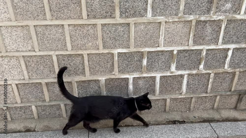 韓国の裏路地に居る野良猫 韓国の裏路地に居る野良猫
