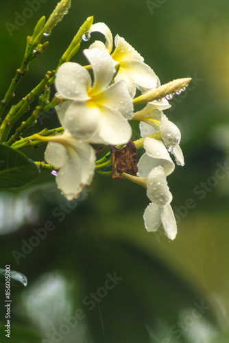 Raindrops on frangipani flowers bloom