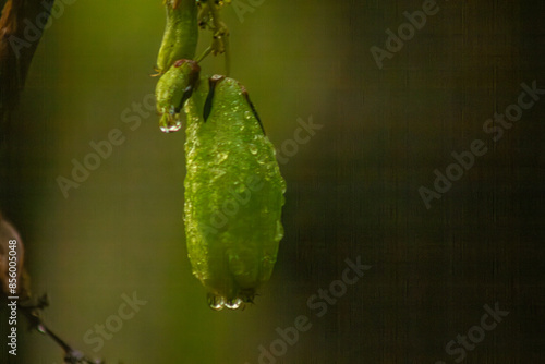 Raindrops on a sour fruit