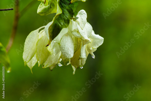 Raindrops on white flowers