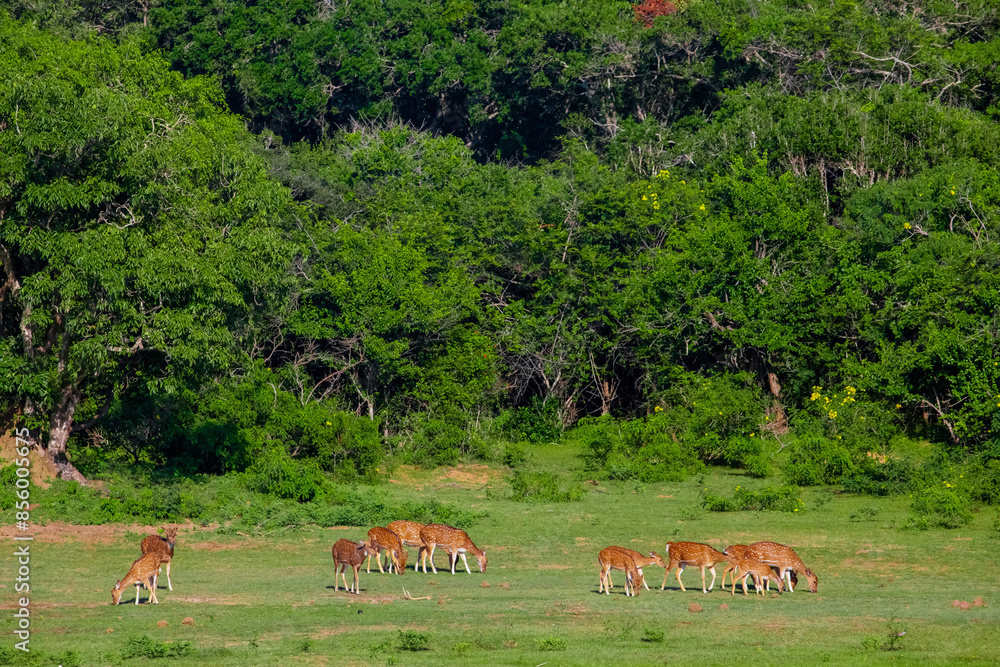 Fototapeta premium Sika or spotted deers herd in wood