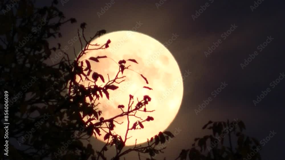 Dark sky and rising moon during full moon in October called Hunter’s Moon or Harvest Moon behind branches of trees with autumn leaves - real time. Topics: astronomy, moonlight, season, weather, nature Dark sky and rising moon during full moon in October called Hunter’s Moon or Harvest Moon behind branches of trees with autumn leaves - real time. Topics: astronomy, moonlight, season, weather, nature