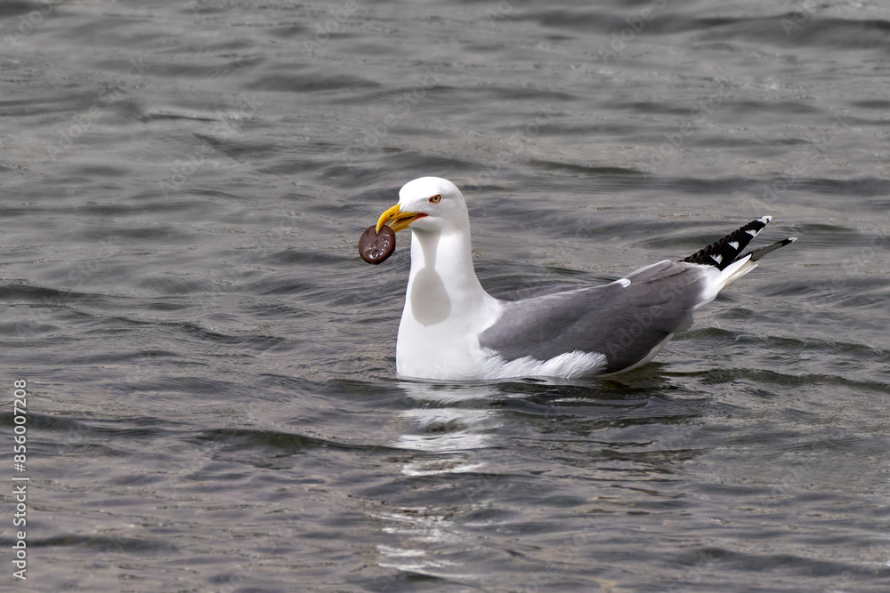 Mittelmeermöwe (Larus michahellis) schwimmend mit rundem Schokoladenkeks im Schnabel - Arrecife, Lanzarote, Kanarische Inseln Mittelmeermöwe (Larus michahellis) schwimmend mit rundem Schokoladenkeks im Schnabel - Arrecife, Lanzarote, Kanarische Inseln